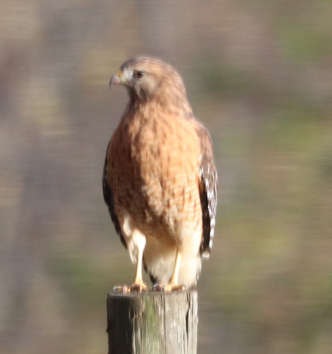 Red-shouldered Hawk - ML645025934