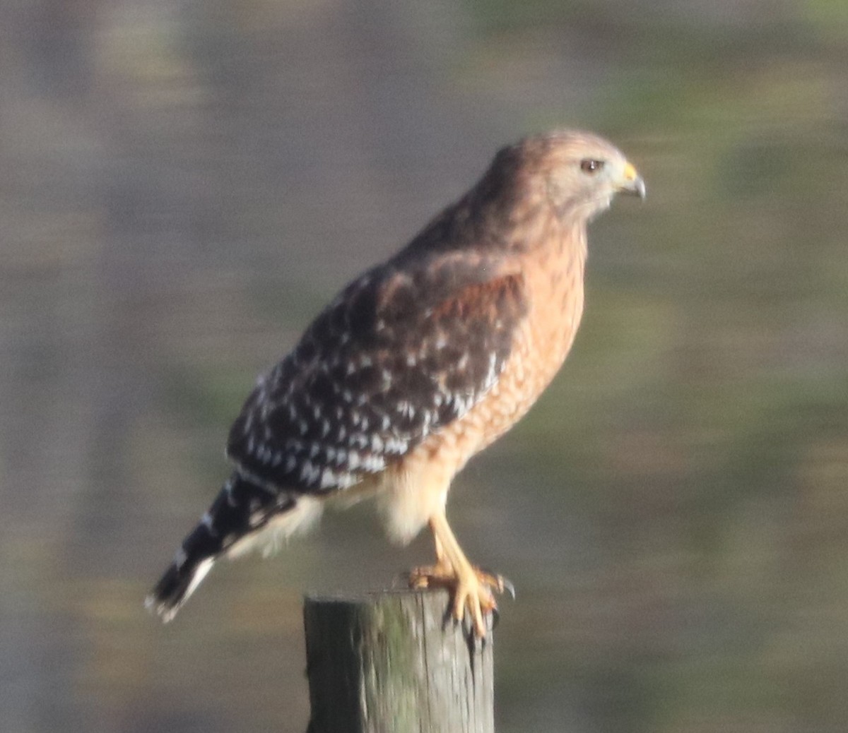 Red-shouldered Hawk - ML645025935