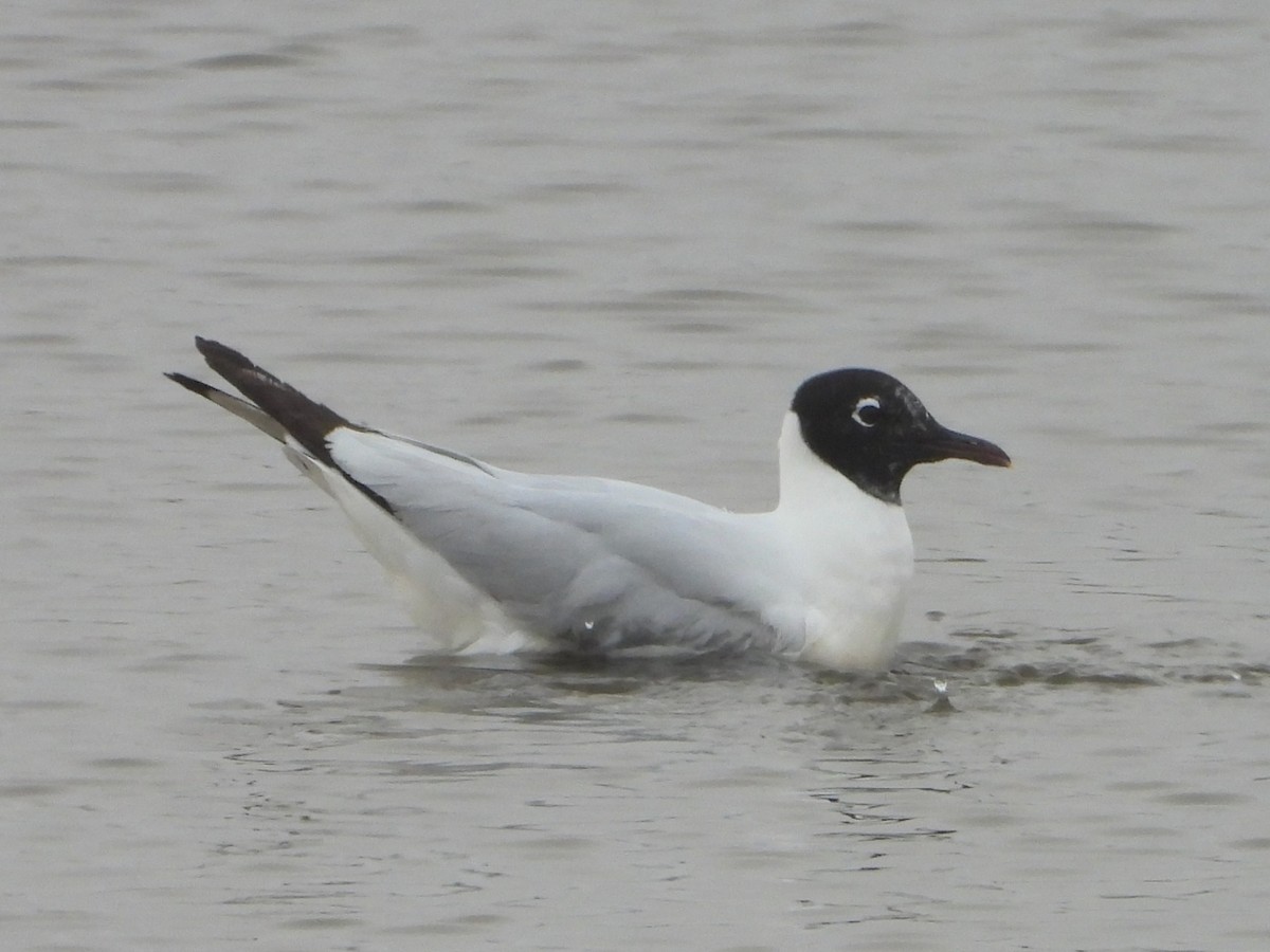Mouette des Andes - ML645025945