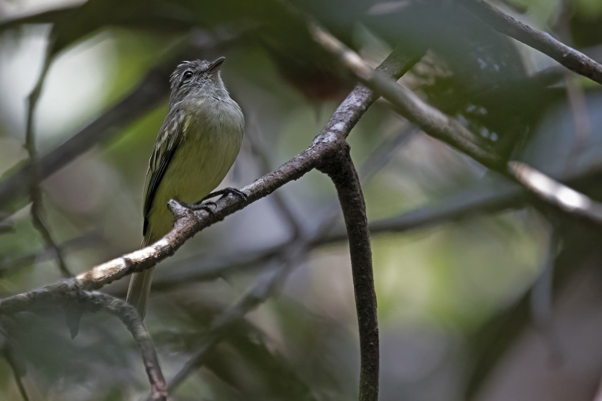 Forest Elaenia - ML645025948