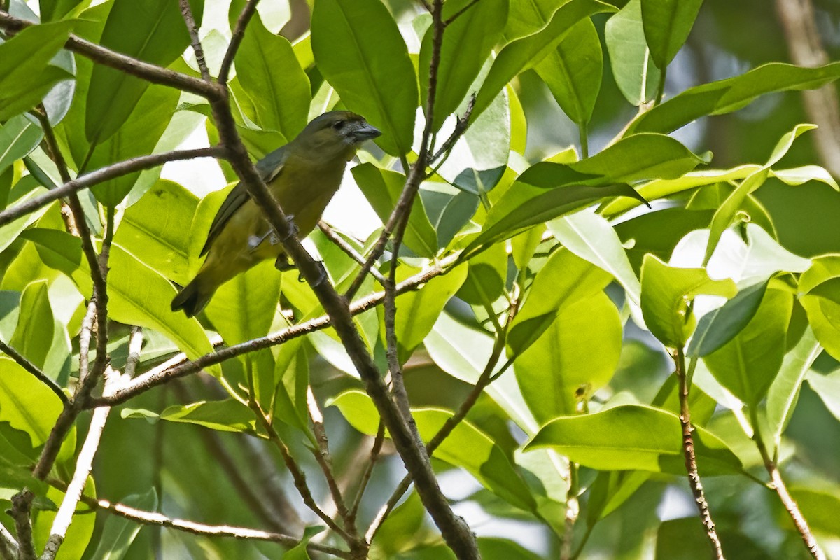 Golden-bellied Euphonia - ML645025952