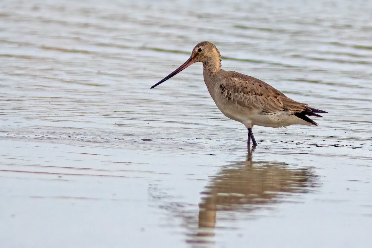Hudsonian Godwit - ML645025960