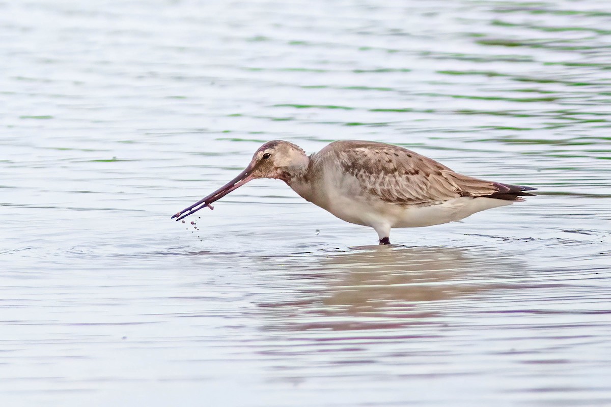 Hudsonian Godwit - ML645025961