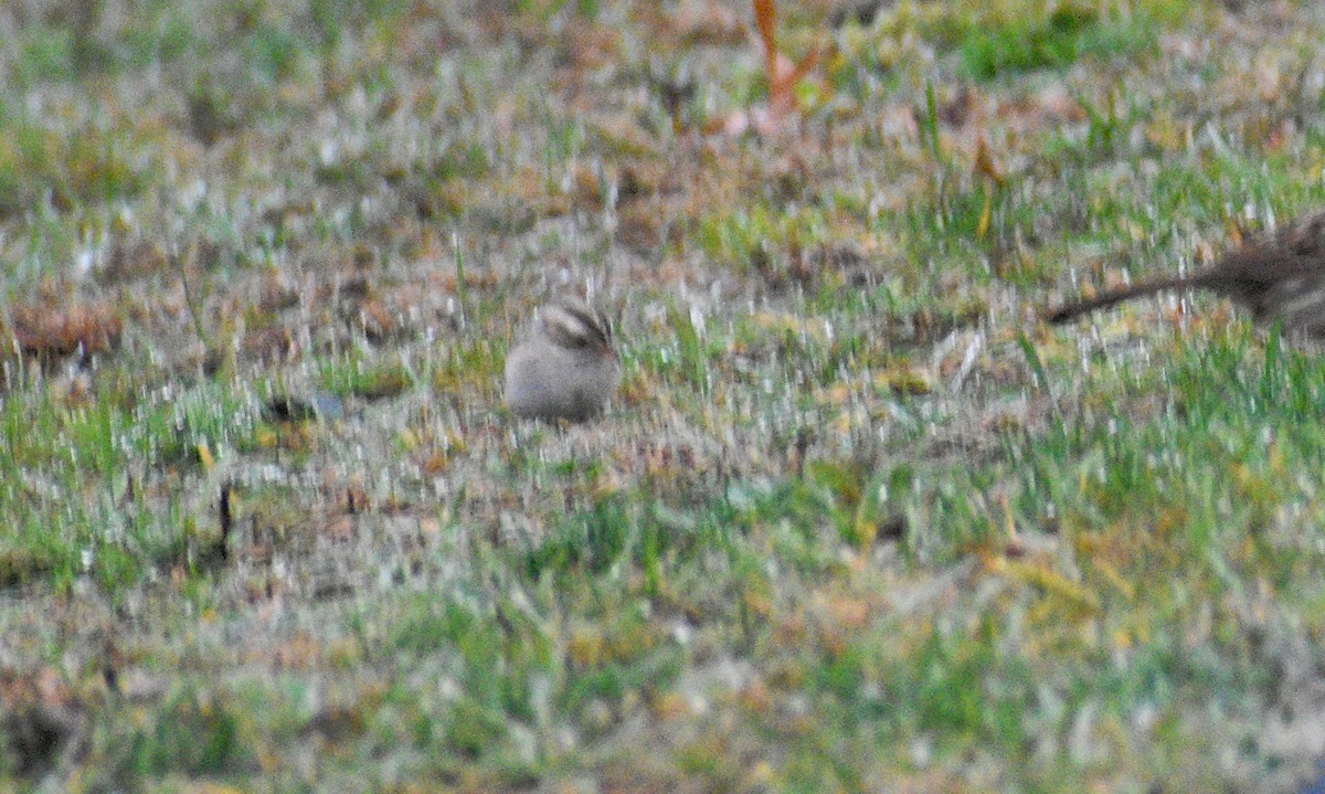 Clay-colored Sparrow - ML645025962