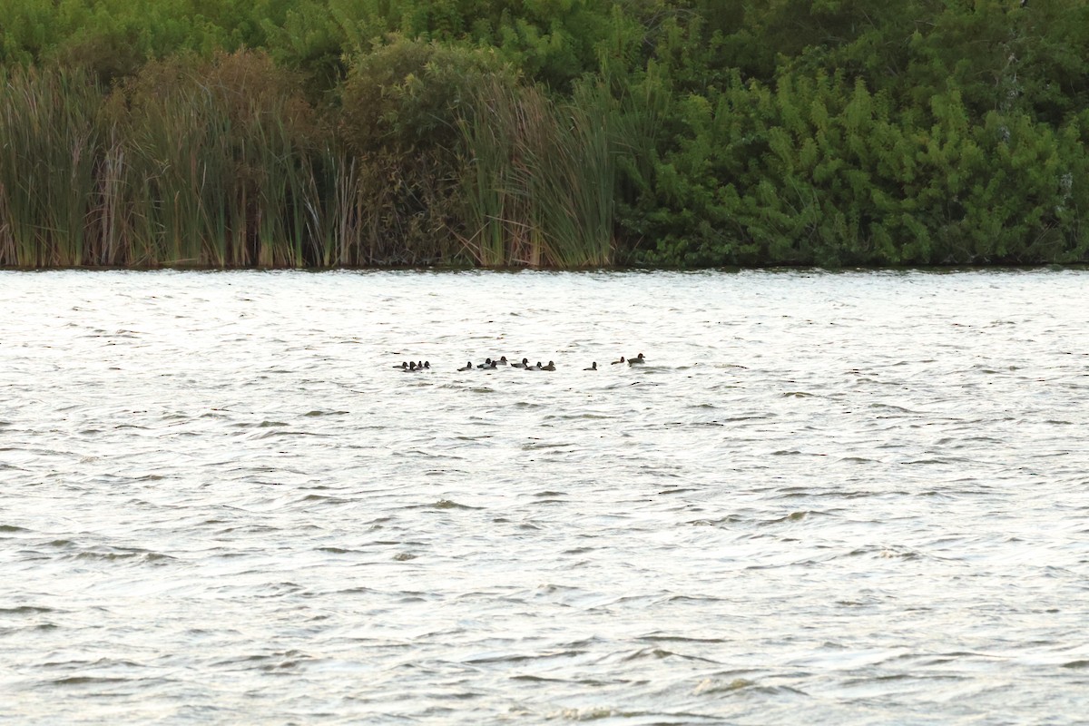 Lesser Scaup - ML645025964