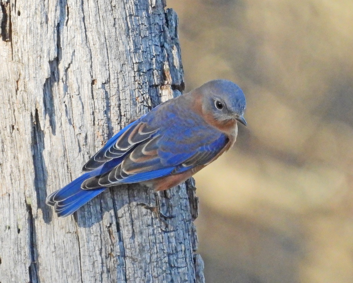 Azulejo Oriental - ML645025975