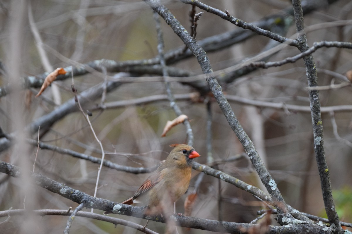 Northern Cardinal - ML645025976