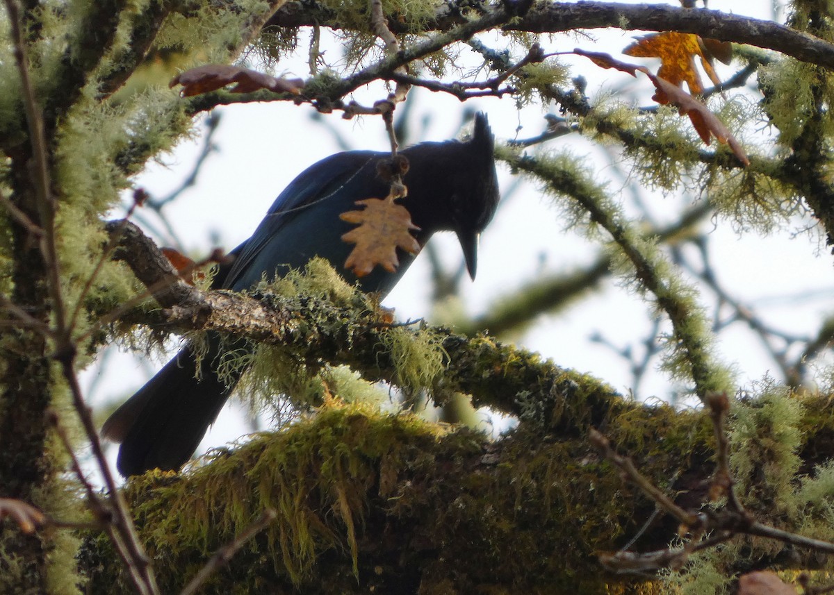 Steller Kargası - ML645025994