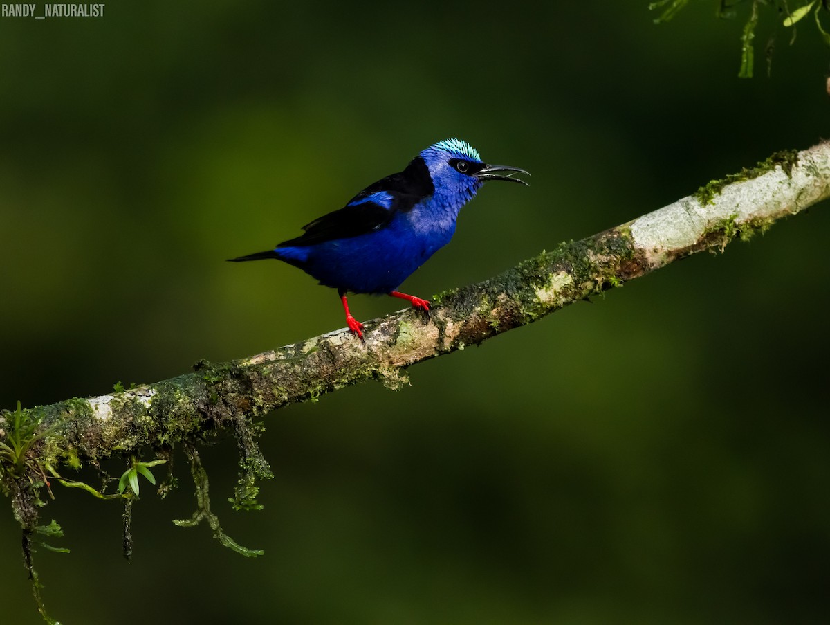 Kırmızı Bacaklı Balkuşu - ML645026008