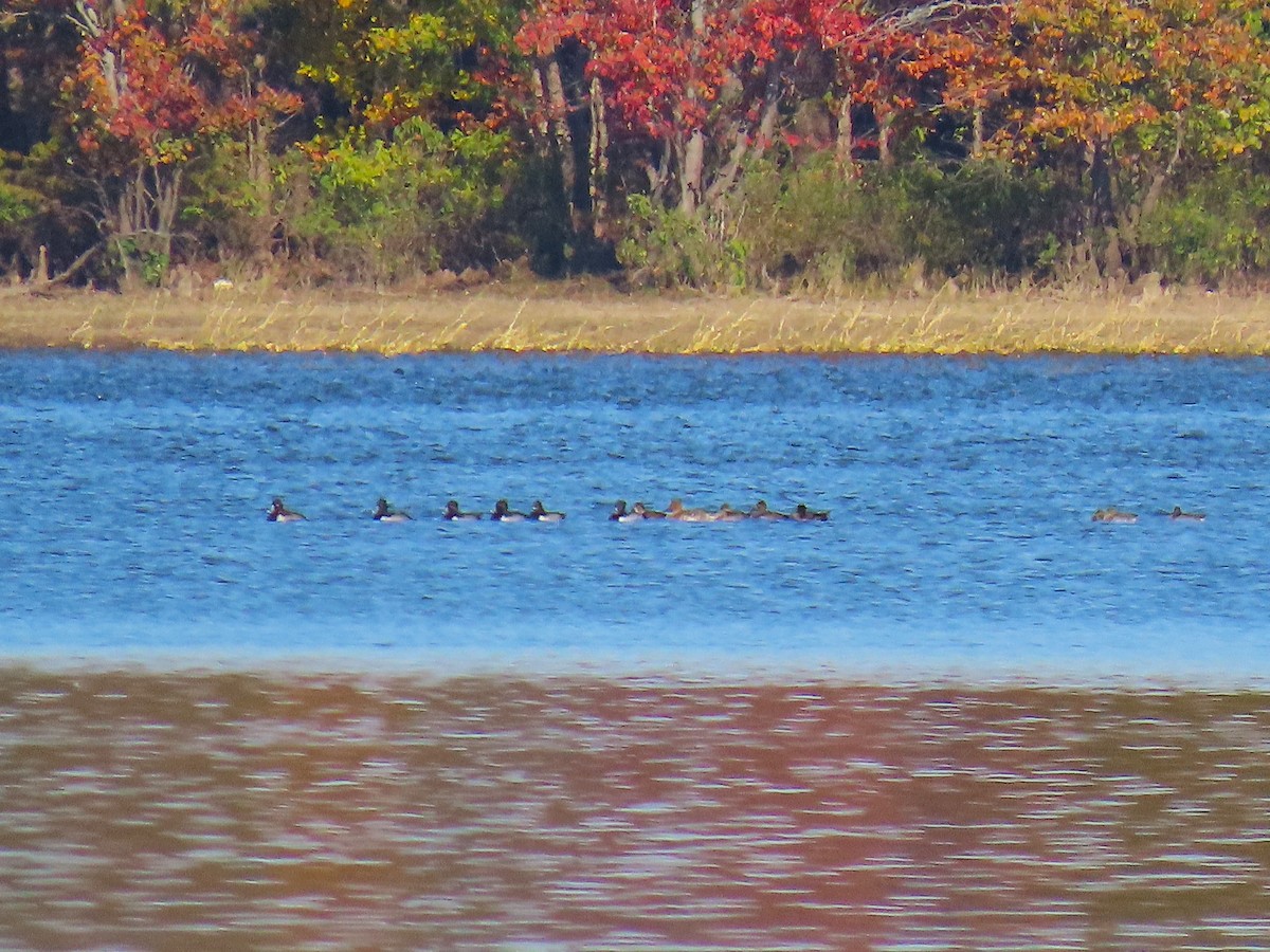 Ring-necked Duck - ML645026014