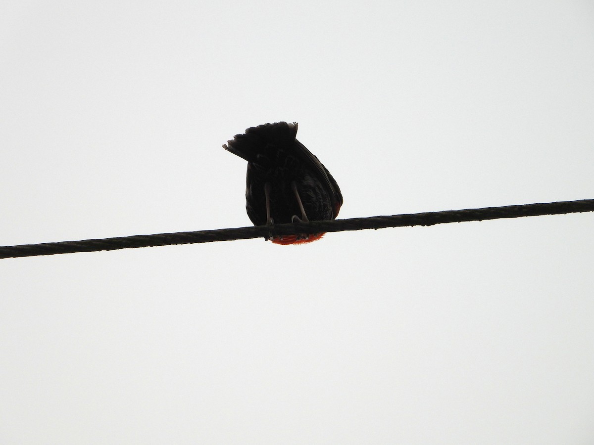 Peruvian Meadowlark - ML645026015