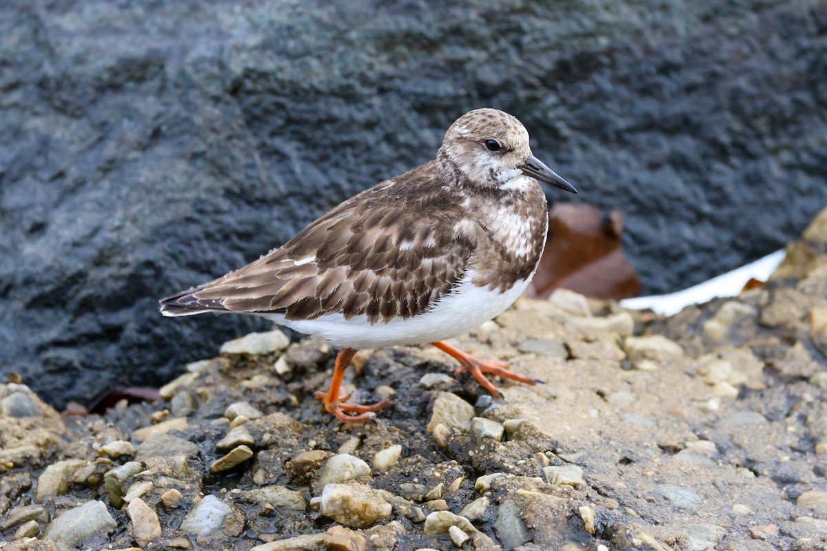 Ruddy Turnstone - ML645026021