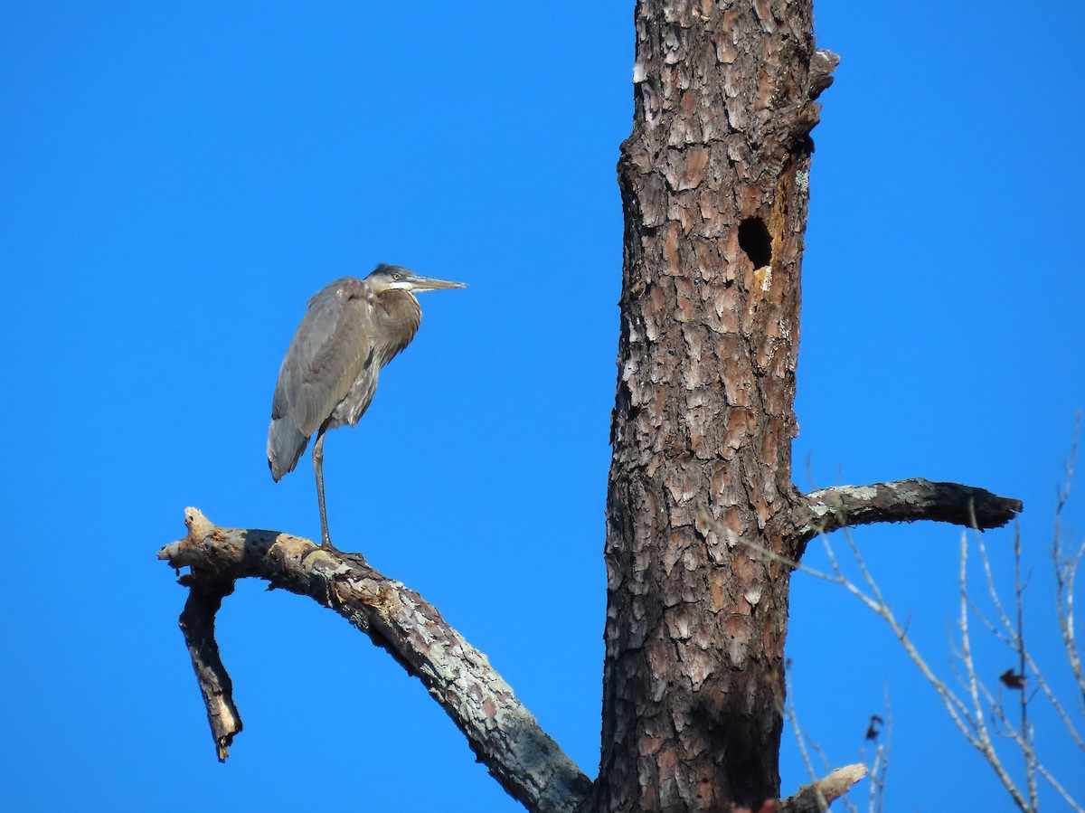Great Blue Heron - ML645026022