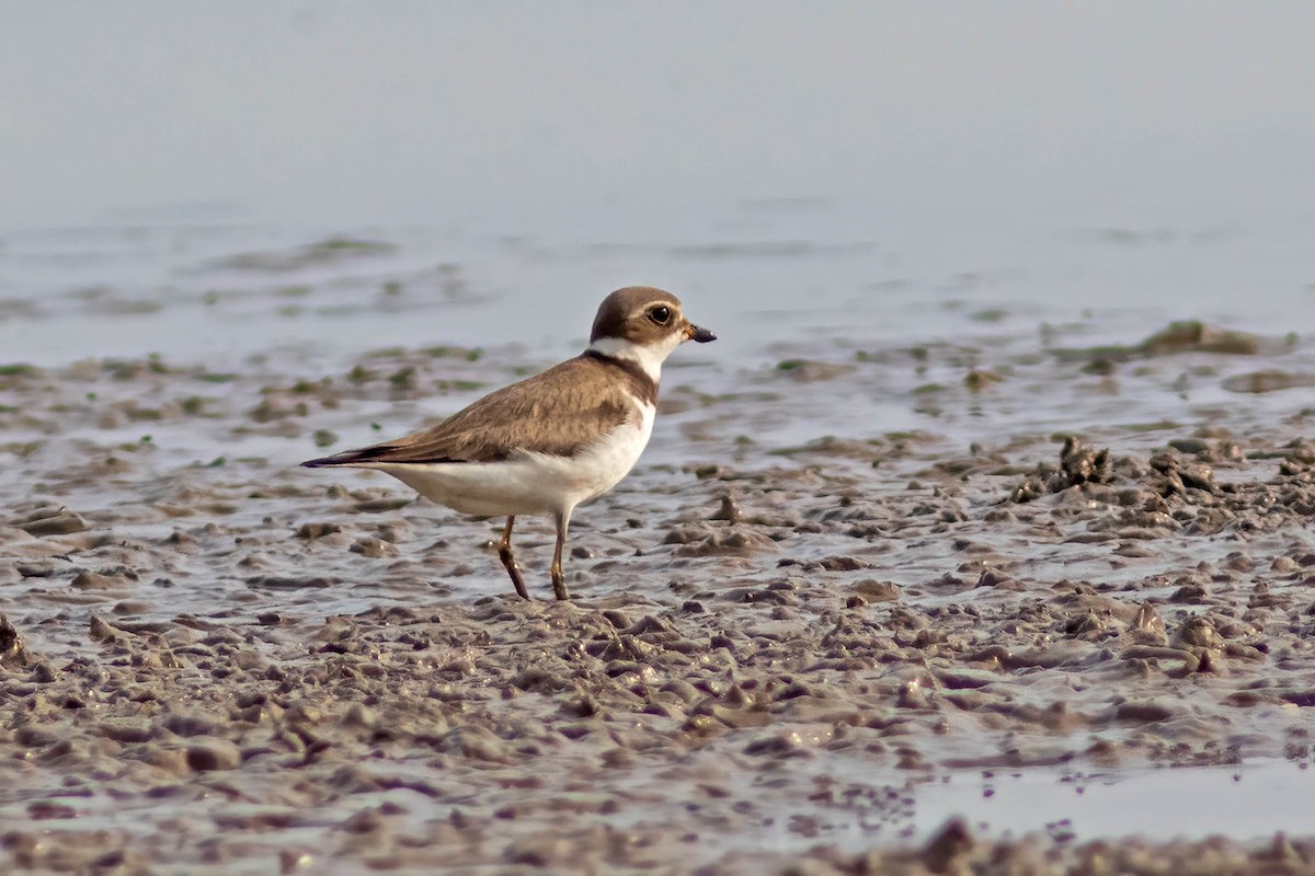 Semipalmated Plover - ML645026032