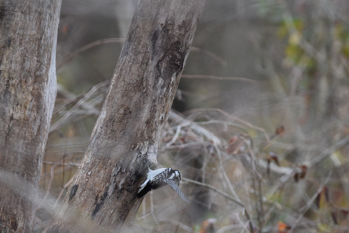 Downy Woodpecker - ML645026033