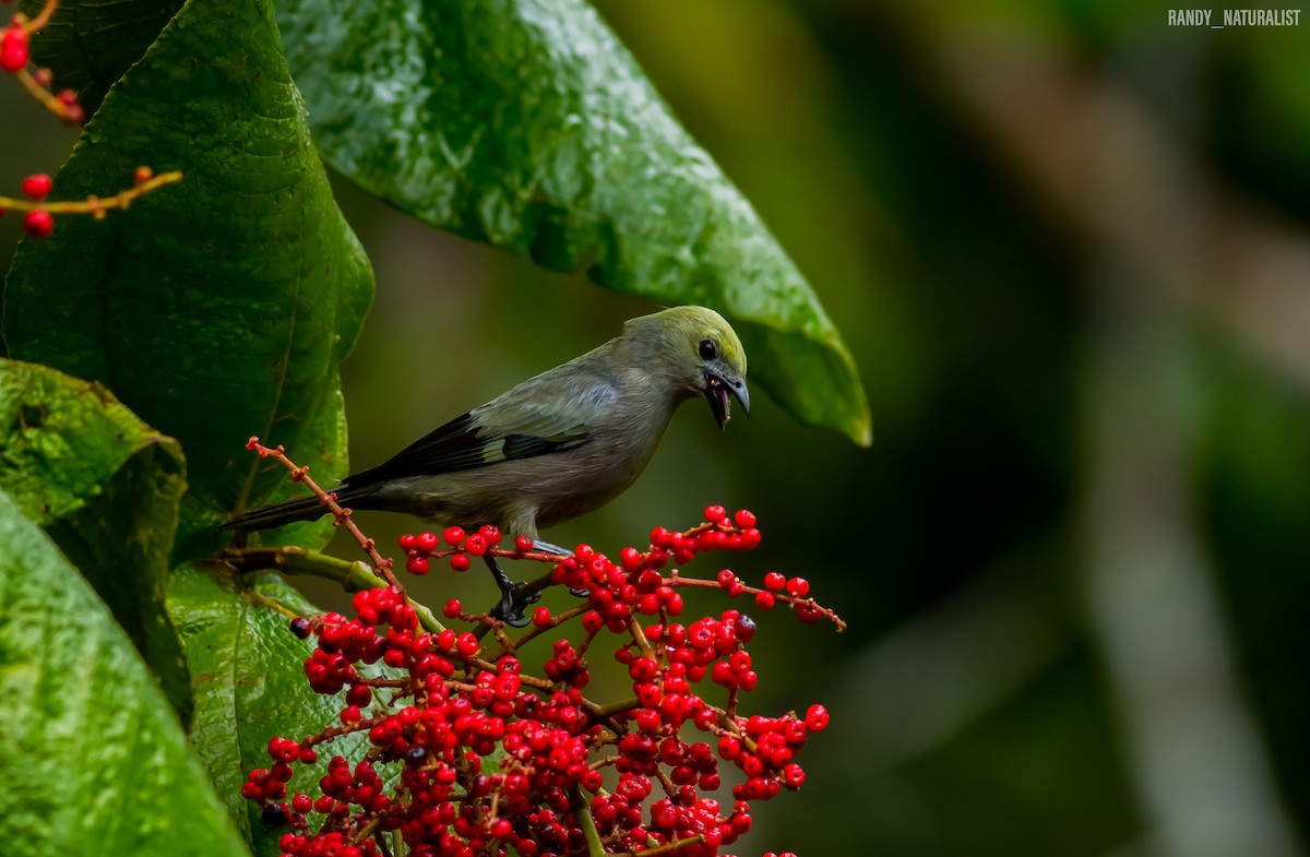 Palmiye Tangarası - ML645026035