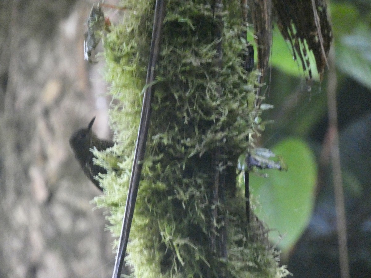 Spotted Barbtail - ML645026036