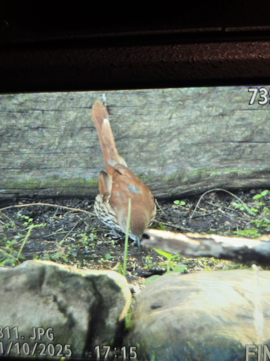 Brown Thrasher - ML645026047