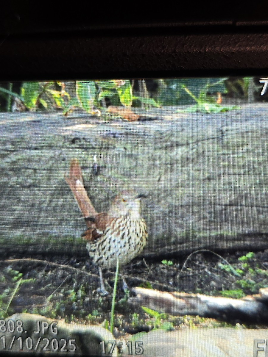 Brown Thrasher - ML645026048