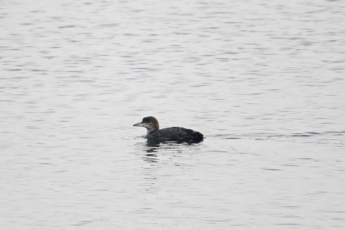 Common Loon - ML645026049