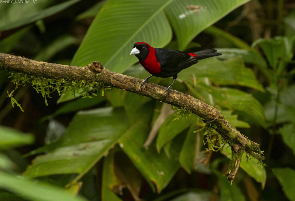 Al Halkalı Tangara - ML645026054