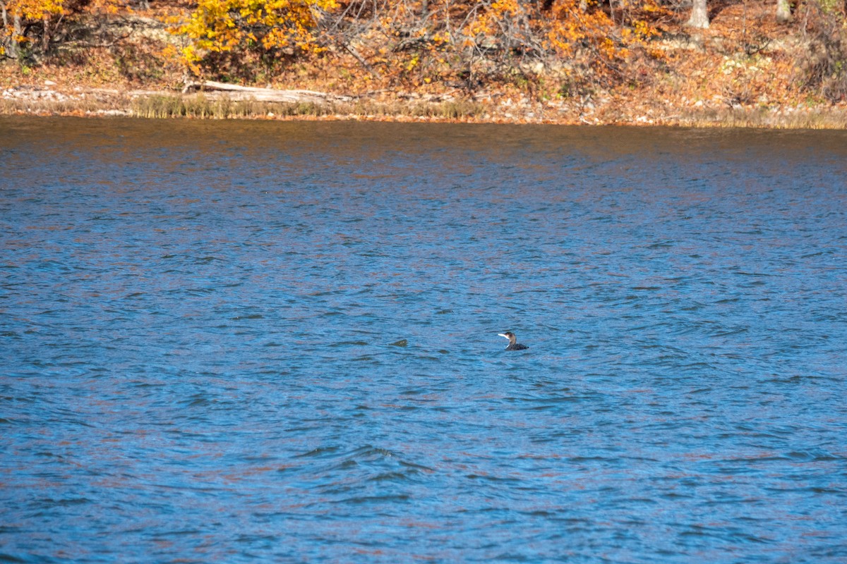 Common Loon - ML645026058