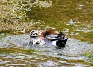 Eurasian x American Wigeon (hybrid) - ML645026064