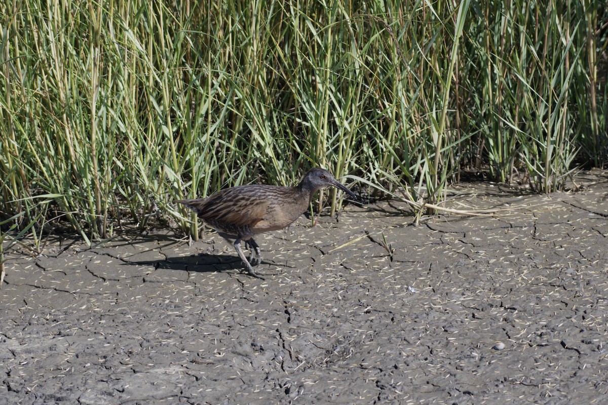 Clapper Rail - ML645026067