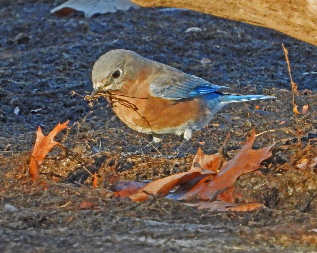 Azulejo Oriental - ML645026070