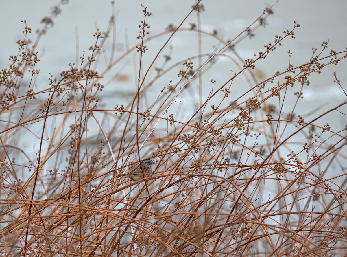 Swamp Sparrow - ML645026075