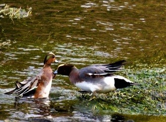 Eurasian x American Wigeon (hybrid) - ML645026080