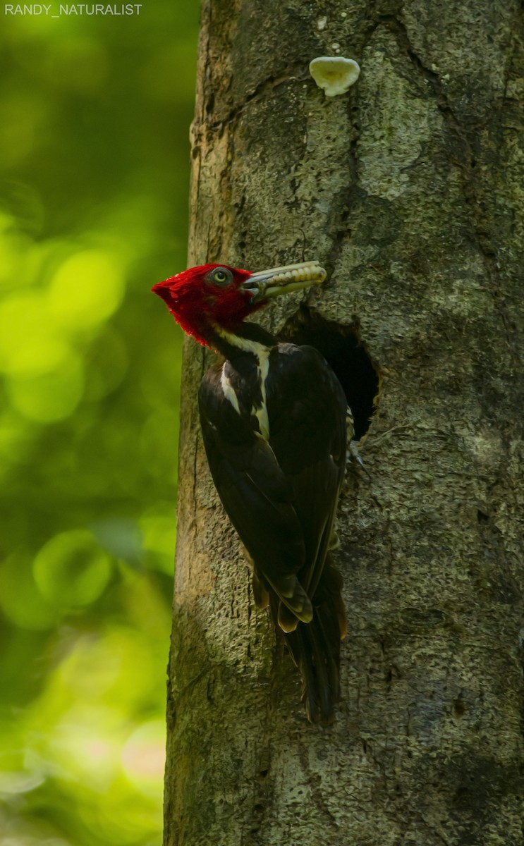 Soluk Gagalı Ağaçkakan - ML645026090