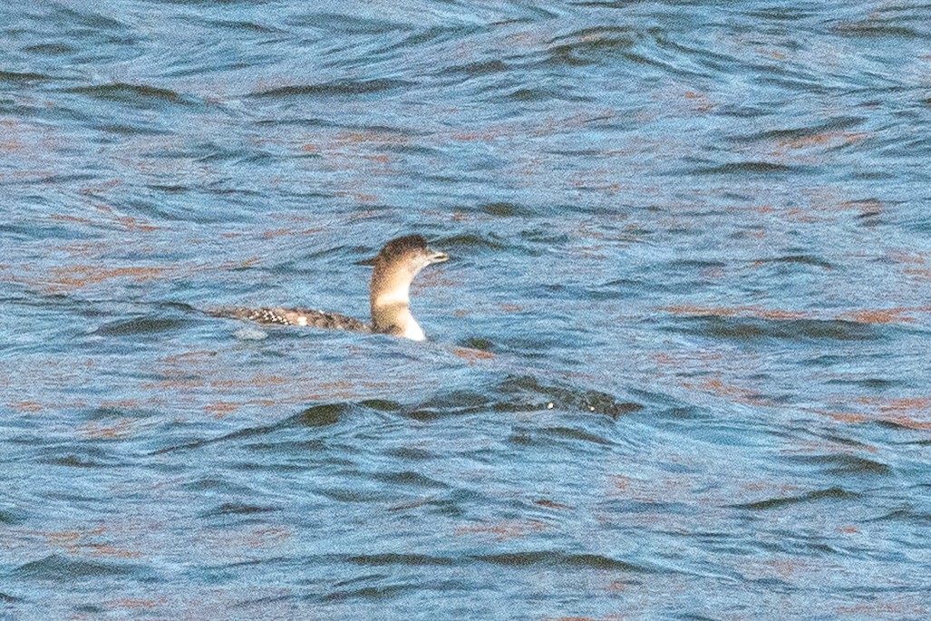 Common Loon - ML645026094