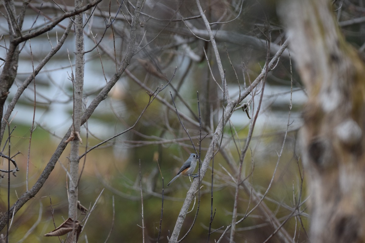 Tufted Titmouse - ML645026095