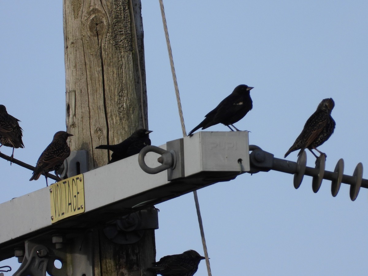 Tricolored Blackbird - ML645026101