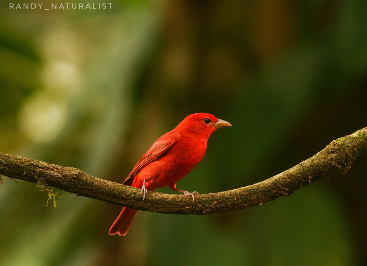 Kırmızı Piranga - ML645026106