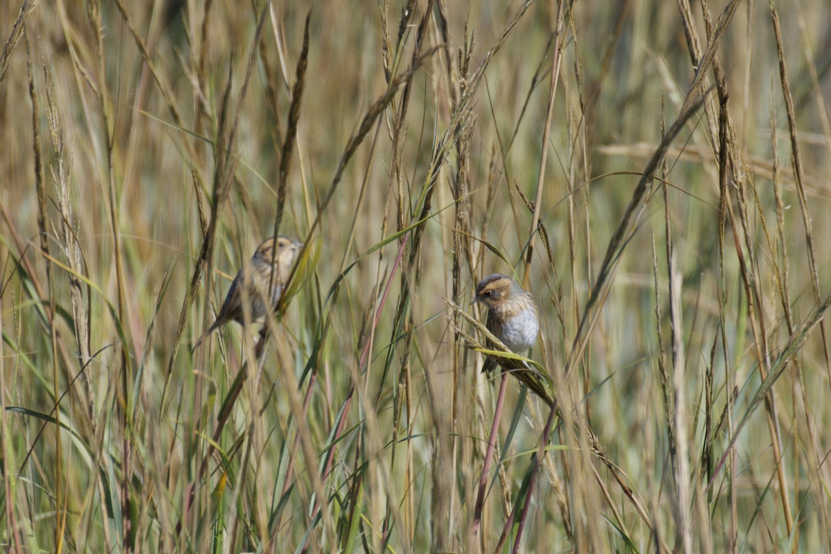 ネルソントゲオヒメドリ - ML645026115