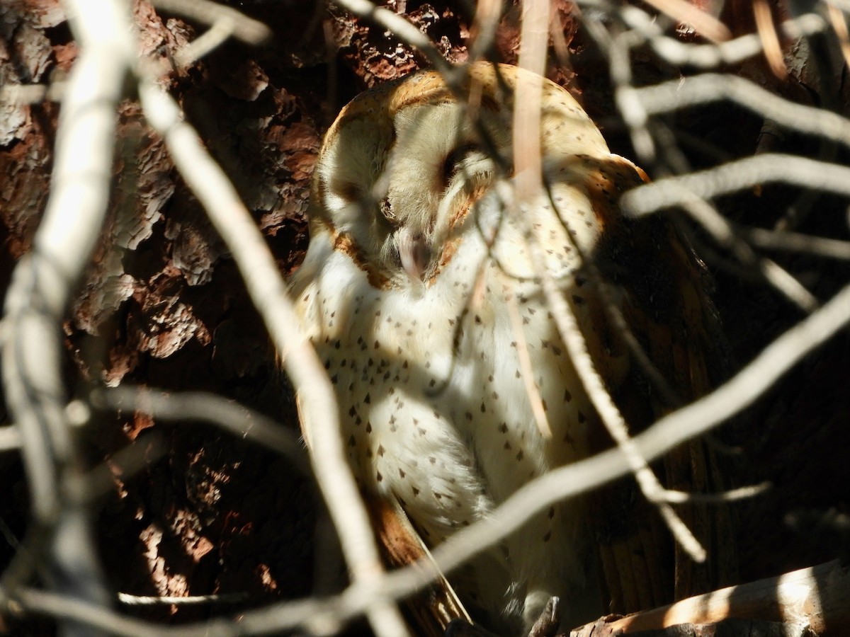 American Barn Owl - ML645026121