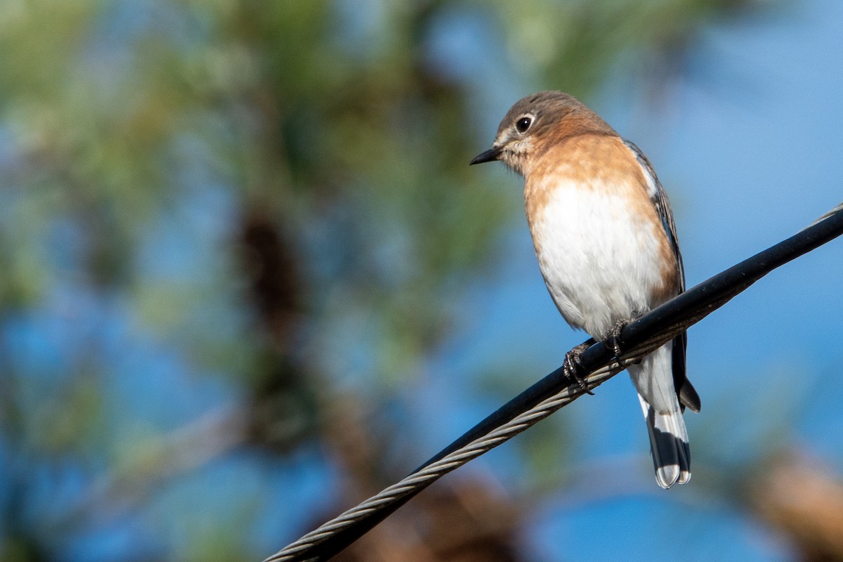 Azulejo Oriental - ML645026138