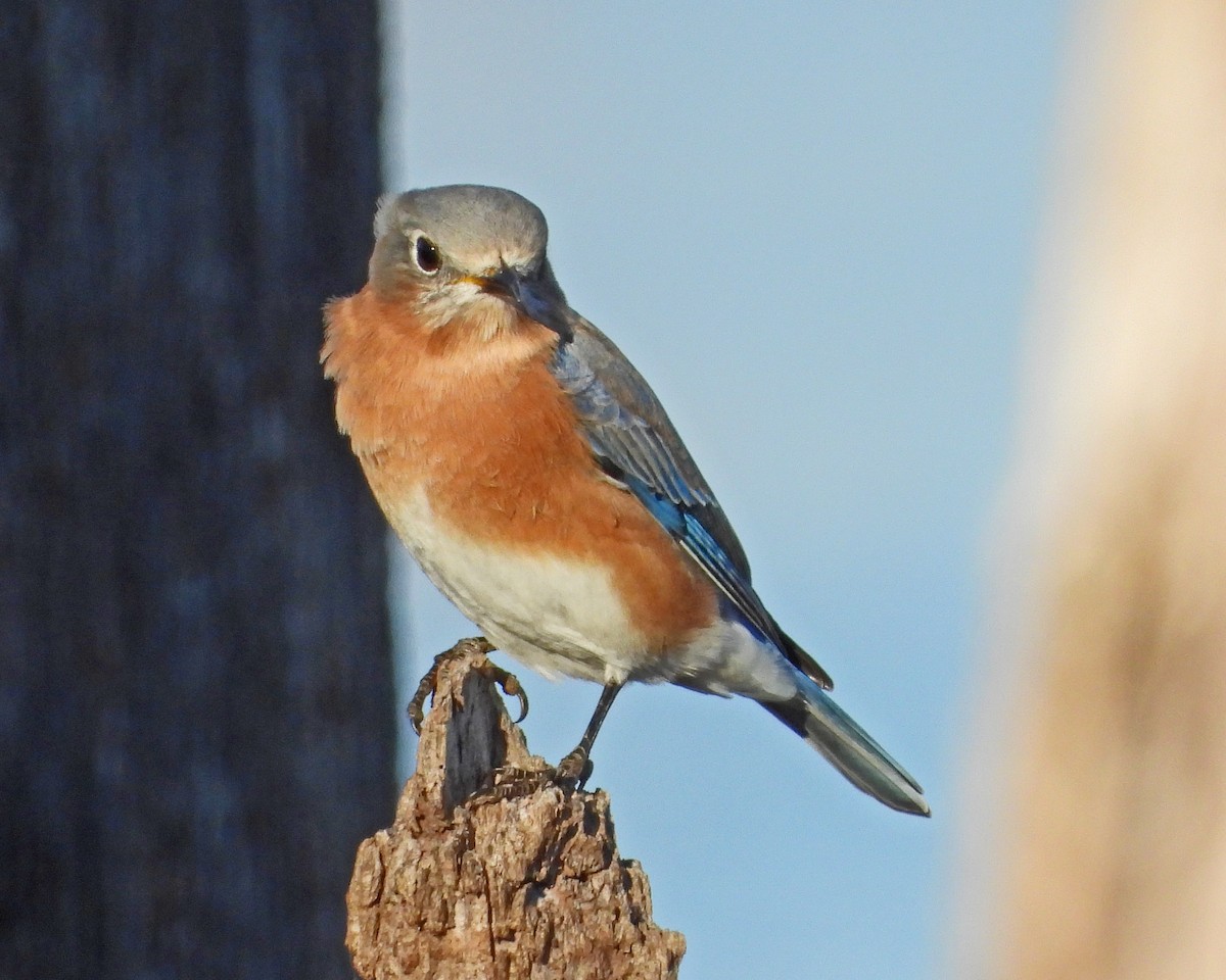 Azulejo Oriental - ML645026140