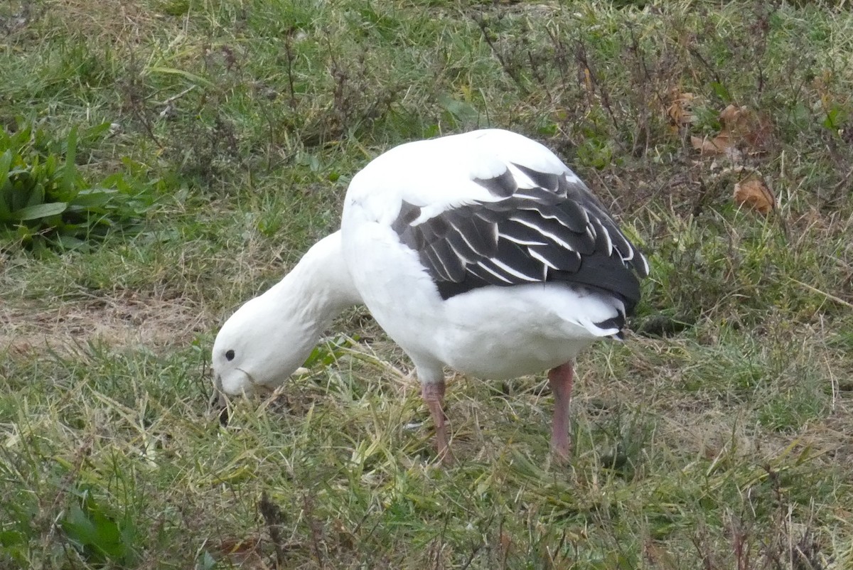 Snow Goose x Brant (hybrid) - ML645026142