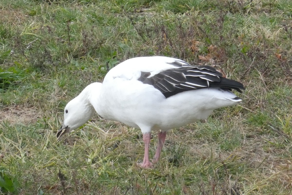 Snow Goose x Brant (hybrid) - ML645026143
