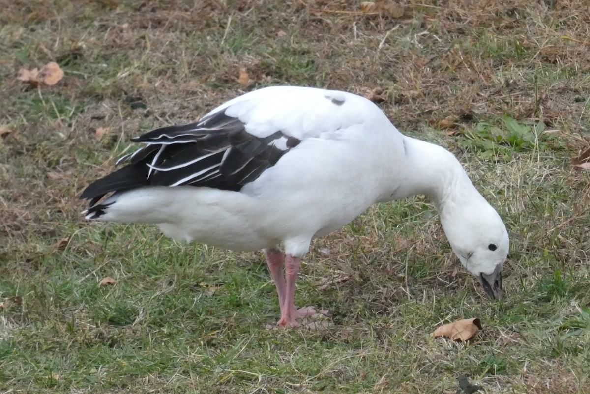 Snow Goose x Brant (hybrid) - ML645026144