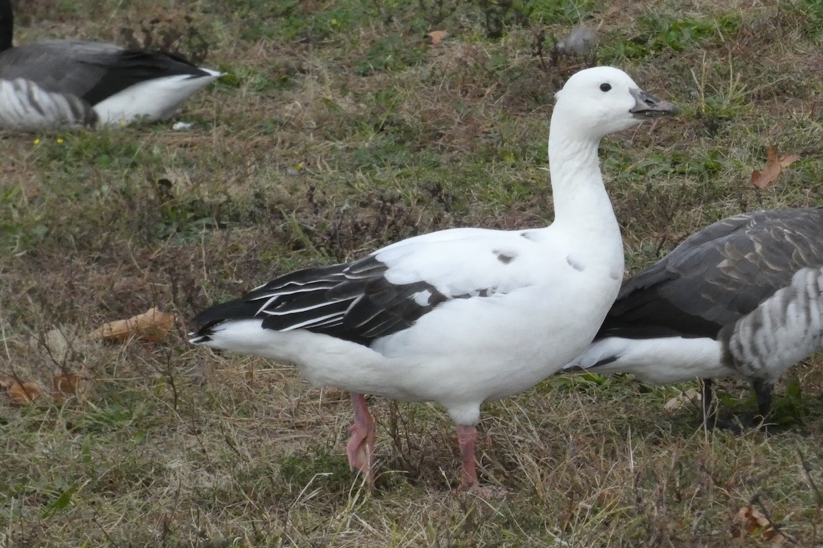 Snow Goose x Brant (hybrid) - ML645026145