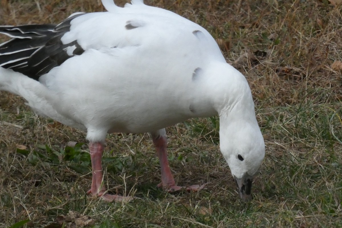 Snow Goose x Brant (hybrid) - ML645026146