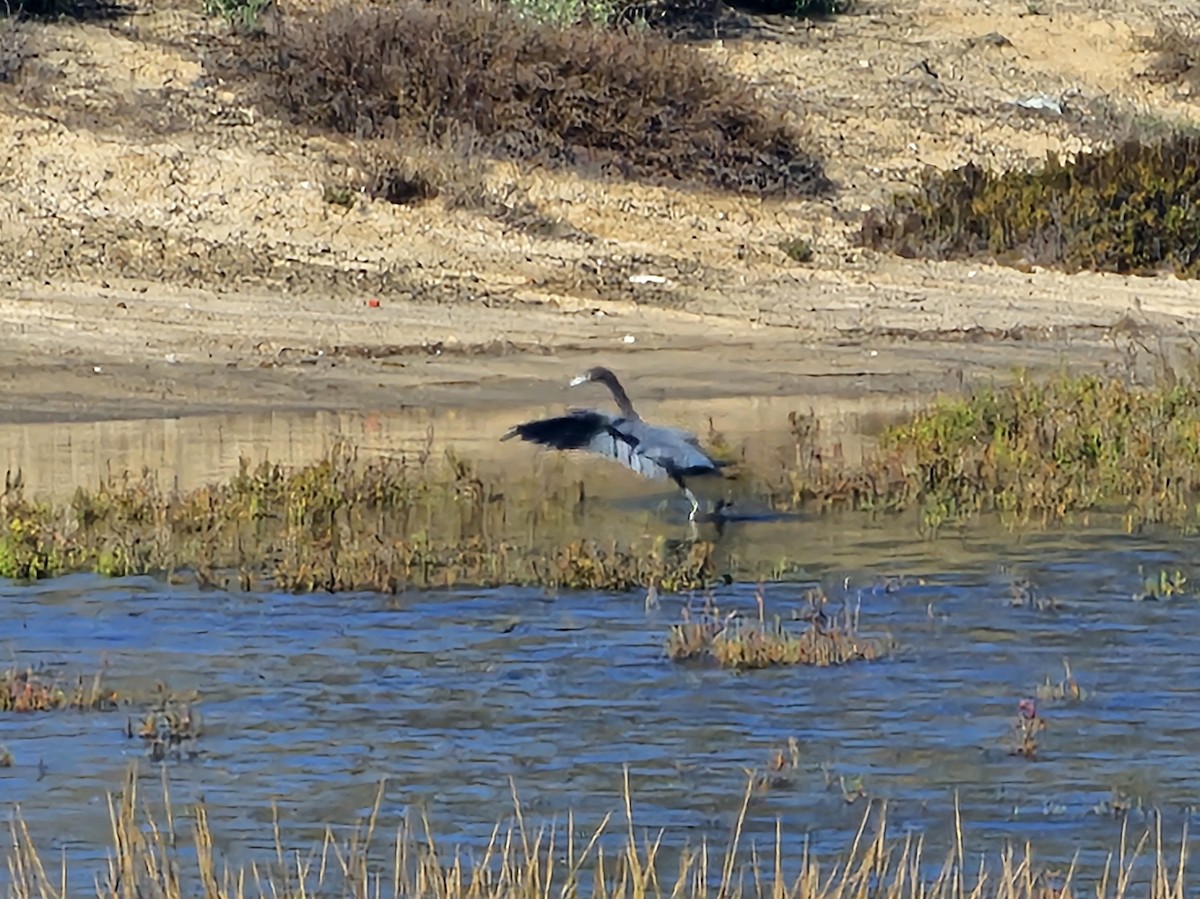 Little Blue Heron - ML645026167