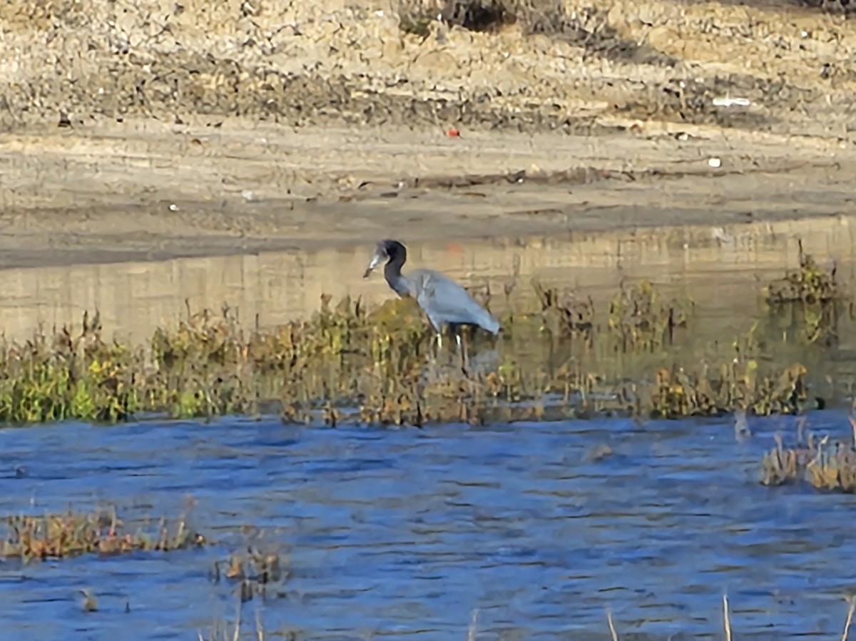Little Blue Heron - ML645026168