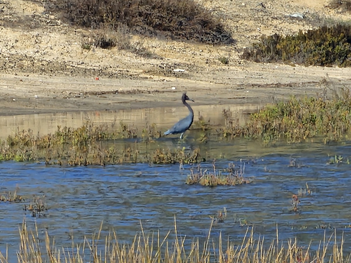 Little Blue Heron - ML645026169