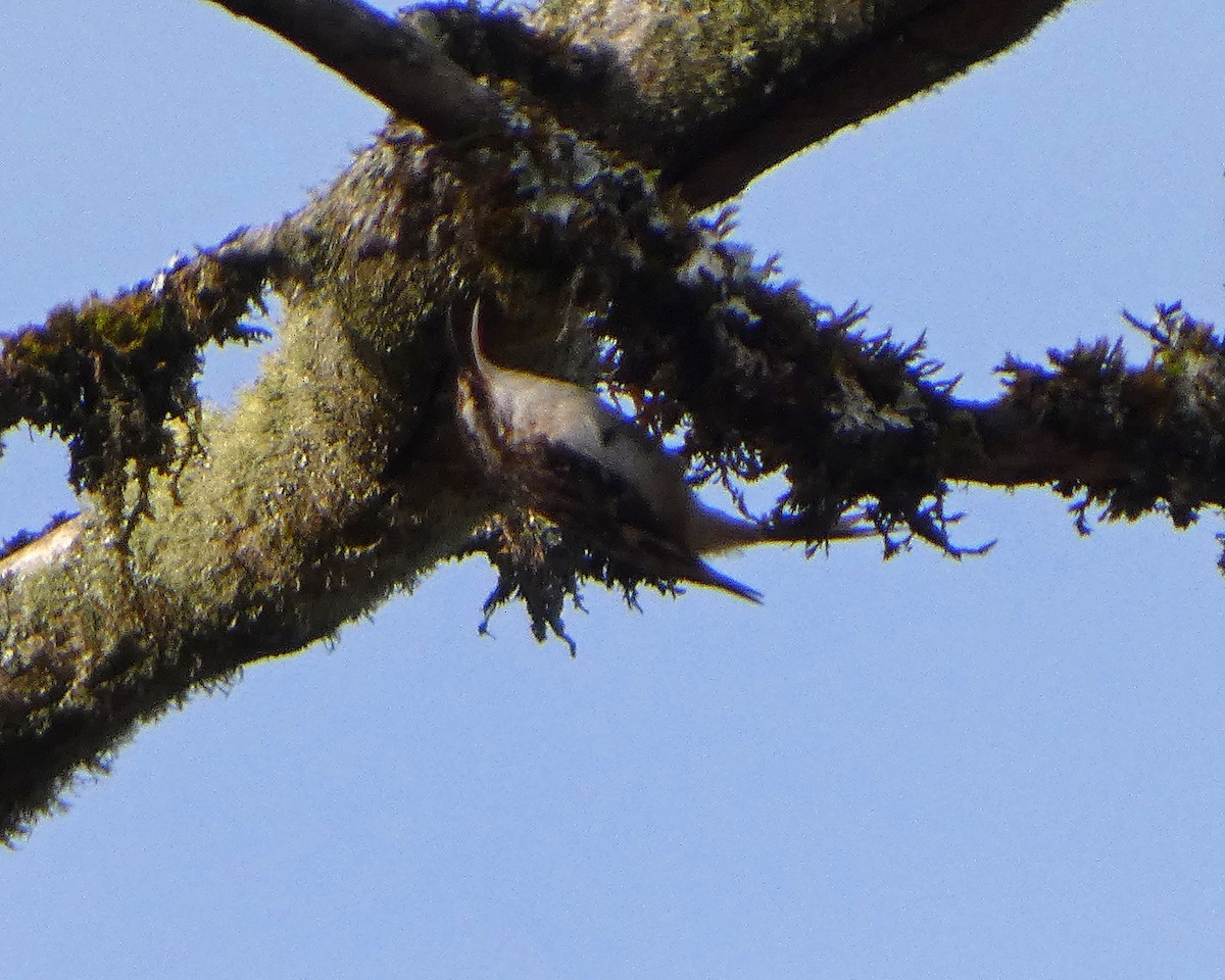 Brown Creeper - ML645026174