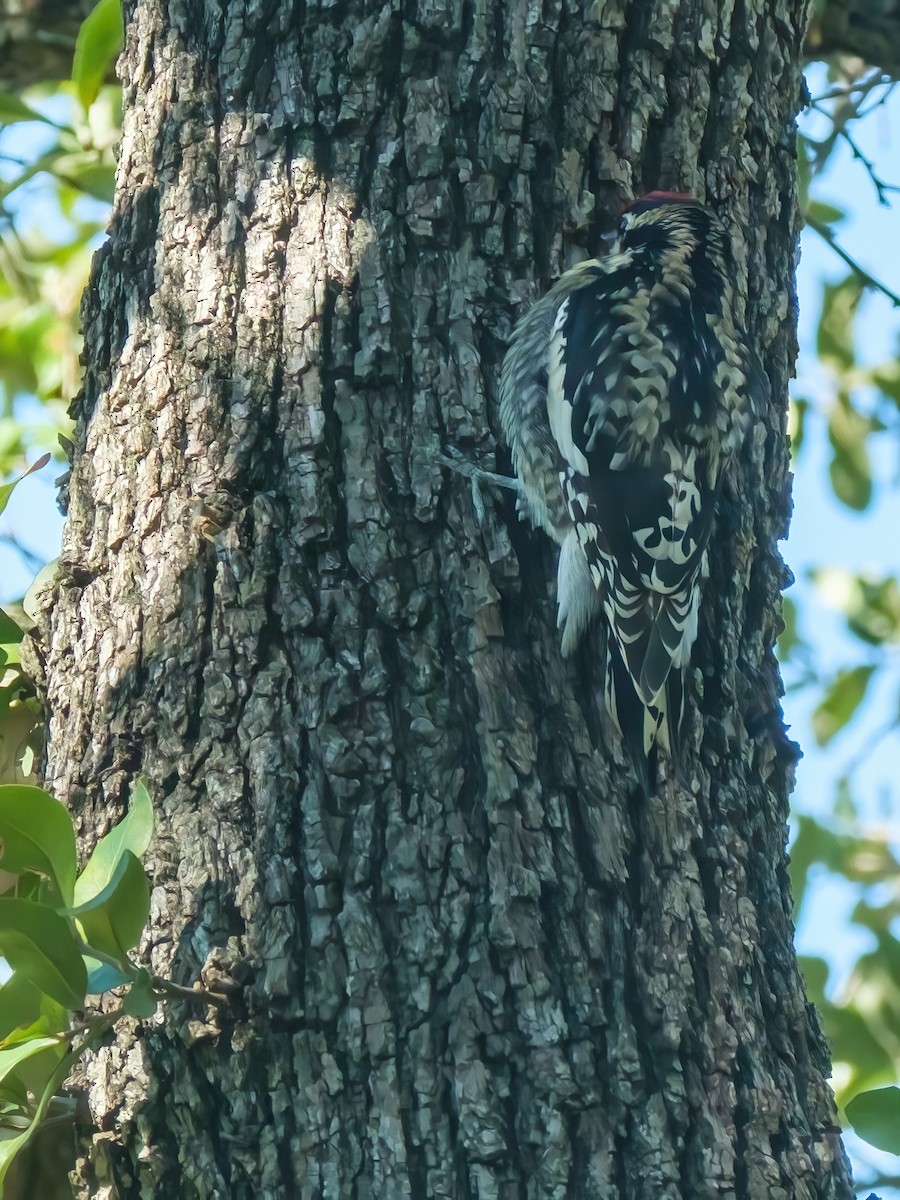 Yellow-bellied Sapsucker - ML645026178